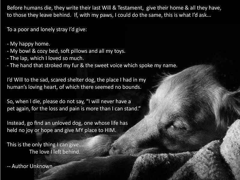 Dogs Last Will And Testament